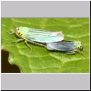 Cicadella viridis - Zwergzikade 00 Paarung.jpg